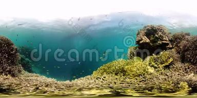 珊瑚礁带鱼水下<strong>360</strong>VR.. 菲律宾Camiguin